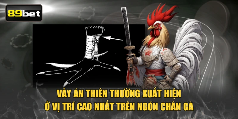 Vảy Án Thiên thường xuất hiện ở vị trí cao nhất trên ngón chân gà